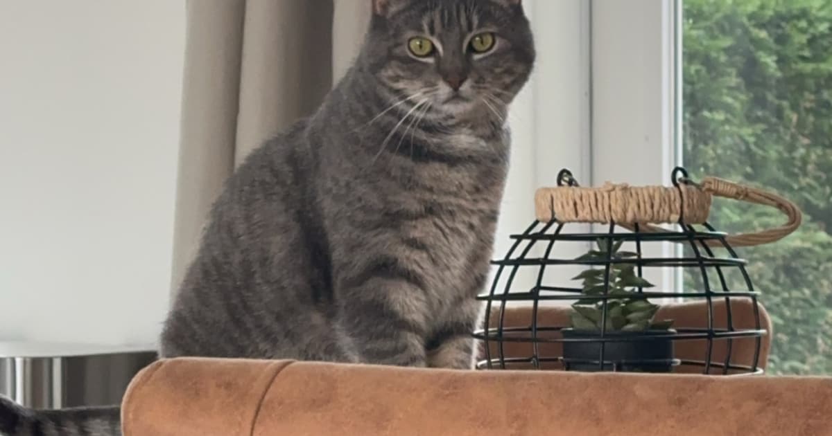 Heb jij Nobli of Lilly gezien? Deze drie huisdieren worden in Hillegom vermist