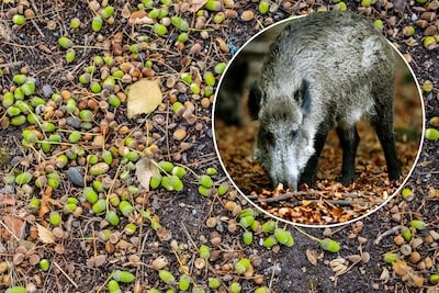Ondanks droogte meer beukennootjes op de Veluwe, tóch dreigt voedseltekort voor dieren: ‘Uiterst zor
