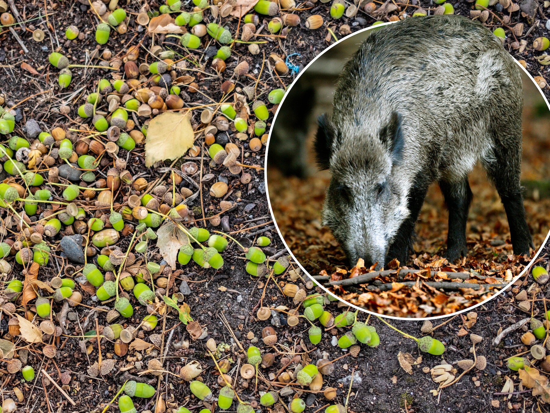 Dit jaar vallen zo'n 4,7 miljoen kilo eikels, en dat zijn er veel meer dan anders