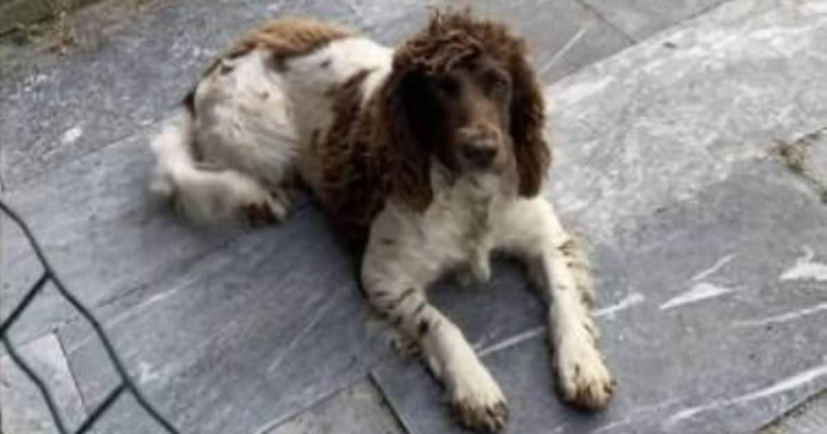 Heb jij Banjer of Dune gezien? Deze twee huisdieren worden in Veere vermist