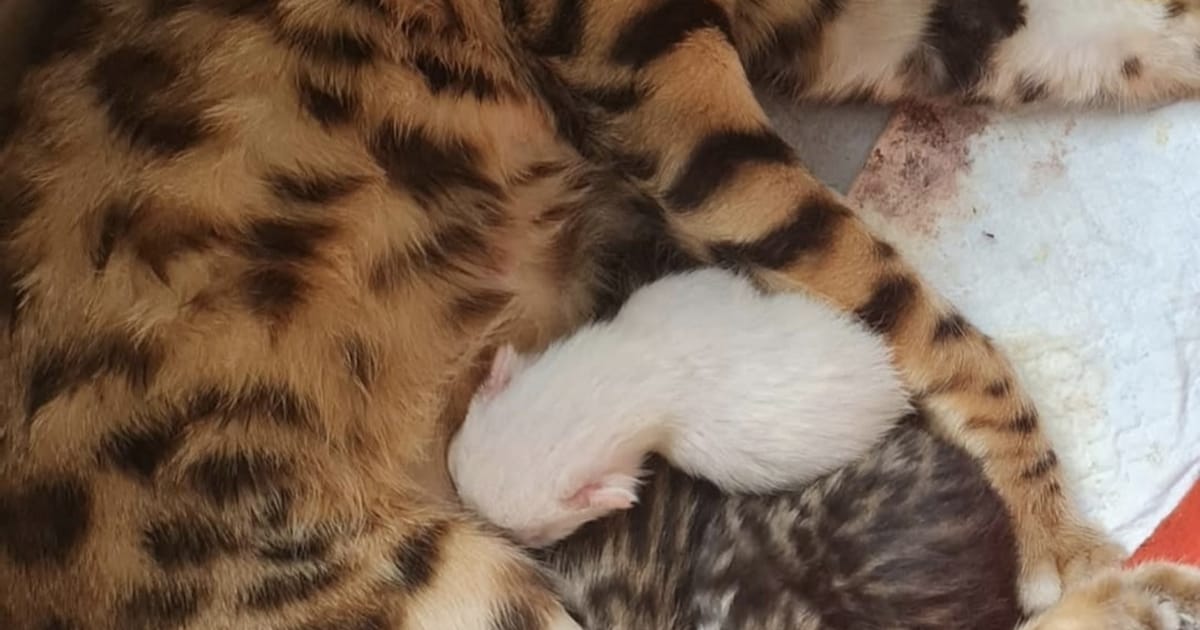 Heb jij Brandy of Tutu gezien? Deze twee huisdieren worden in Maassluis vermist