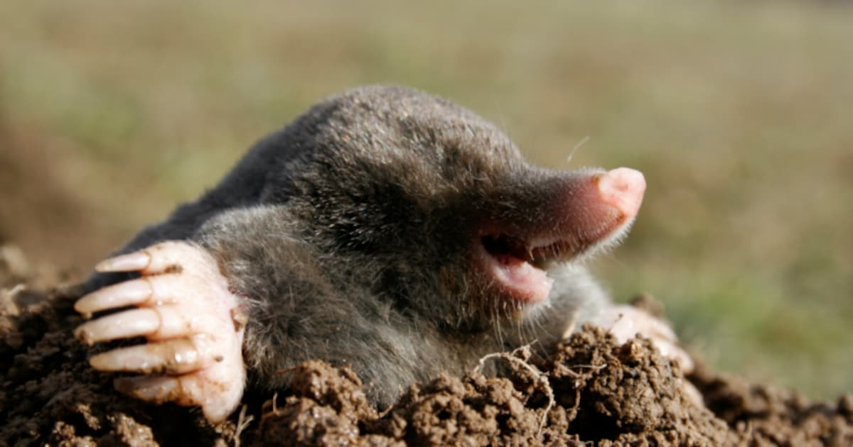 Zesde vinger van mol is nep | Nieuws | AD.nl