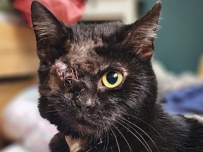 Dierenbeul slaat opnieuw toe in Barneveld: kat Mila beschoten met luchtbuks