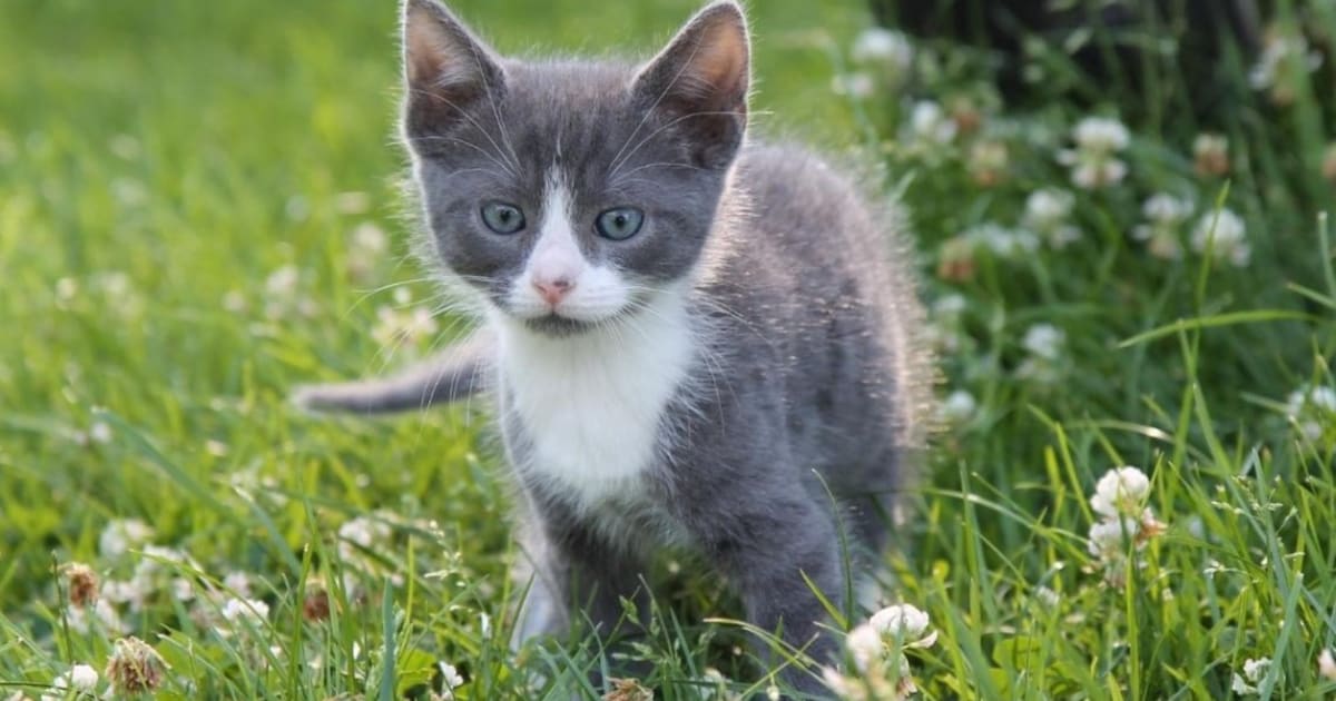 Heb jij Nox of Sammy gezien? Deze twee huisdieren worden in Barneveld vermist