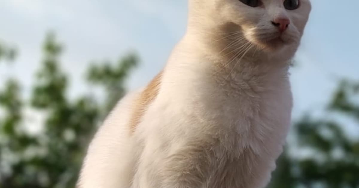 Heb jij Snoopy of Pip gezien? Deze twee huisdieren worden in Montfoort vermist