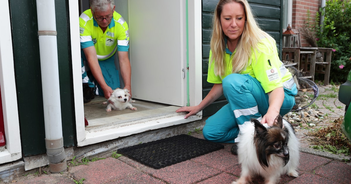 Dierenambulance Vianen zoekt vrijwilligers: word bijvoorbeeld chauffeur, dierverzorger of redacteur