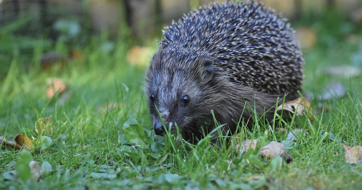 Egel in je tuin? Ga eens langs bij de Egelopvang in Den Haag