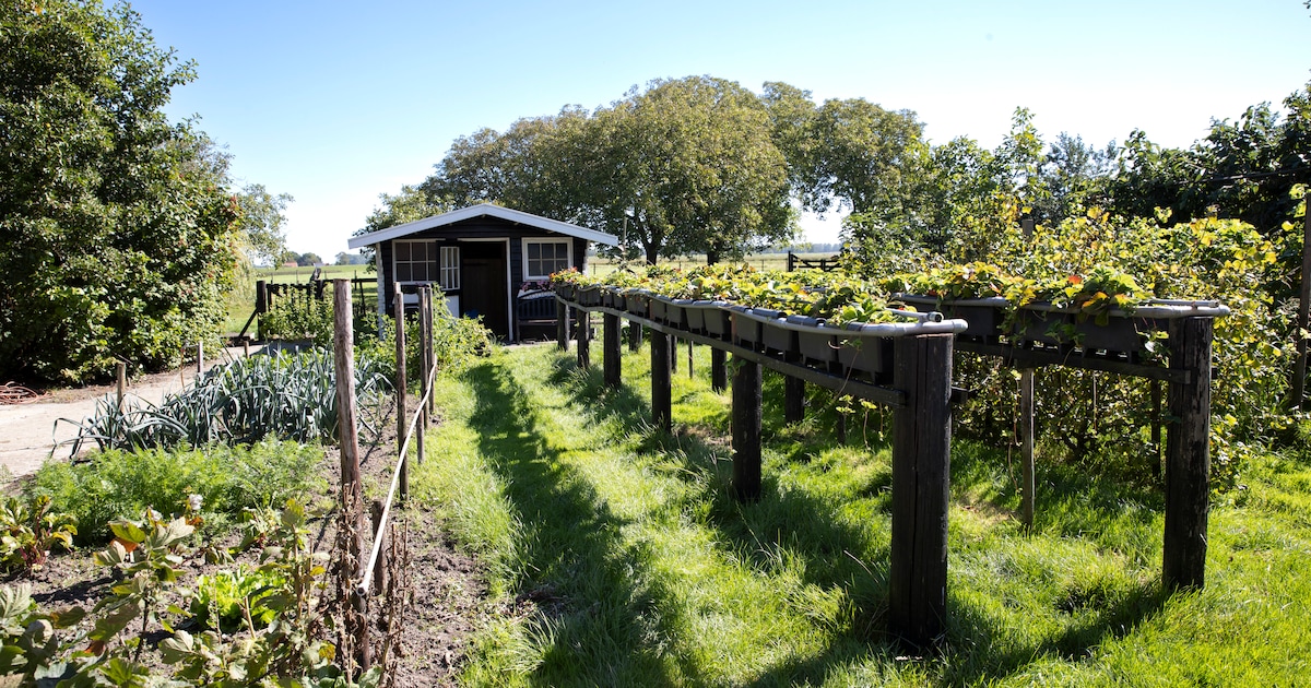 Open dag bij Zorgboerderij de Notenhoeve in Lewedorp: kijkje in dagopvang voor ouderen