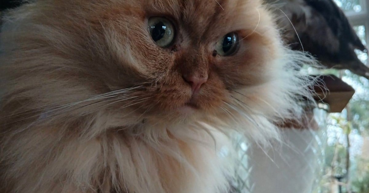 Heb jij Lola, Ollie of Noelle gezien? Deze drie huisdieren worden in Tynaarlo vermist