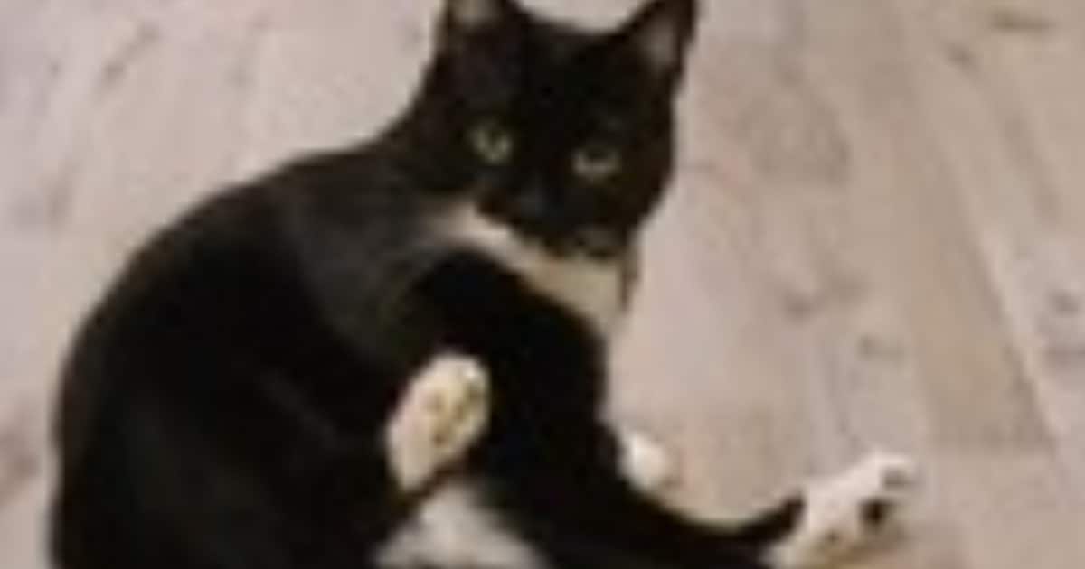 Heb jij Sjaakie gezien? Dit huisdier wordt in Midden-Delfland vermist