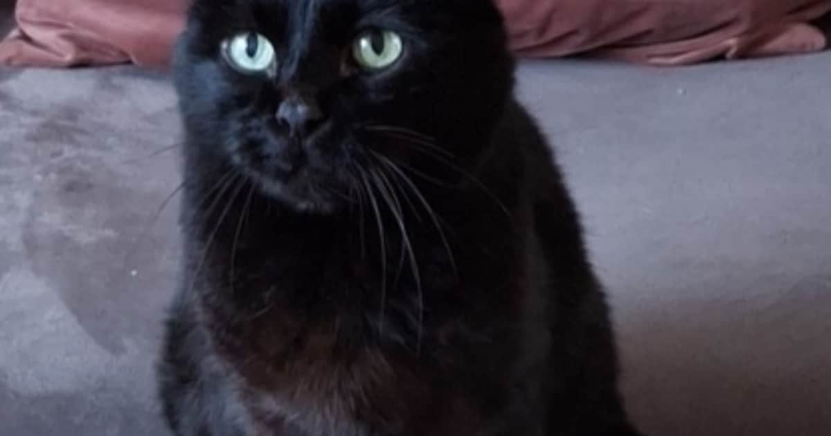 Heb jij Belli of Otje gezien? Deze twee huisdieren worden in Hillegom vermist