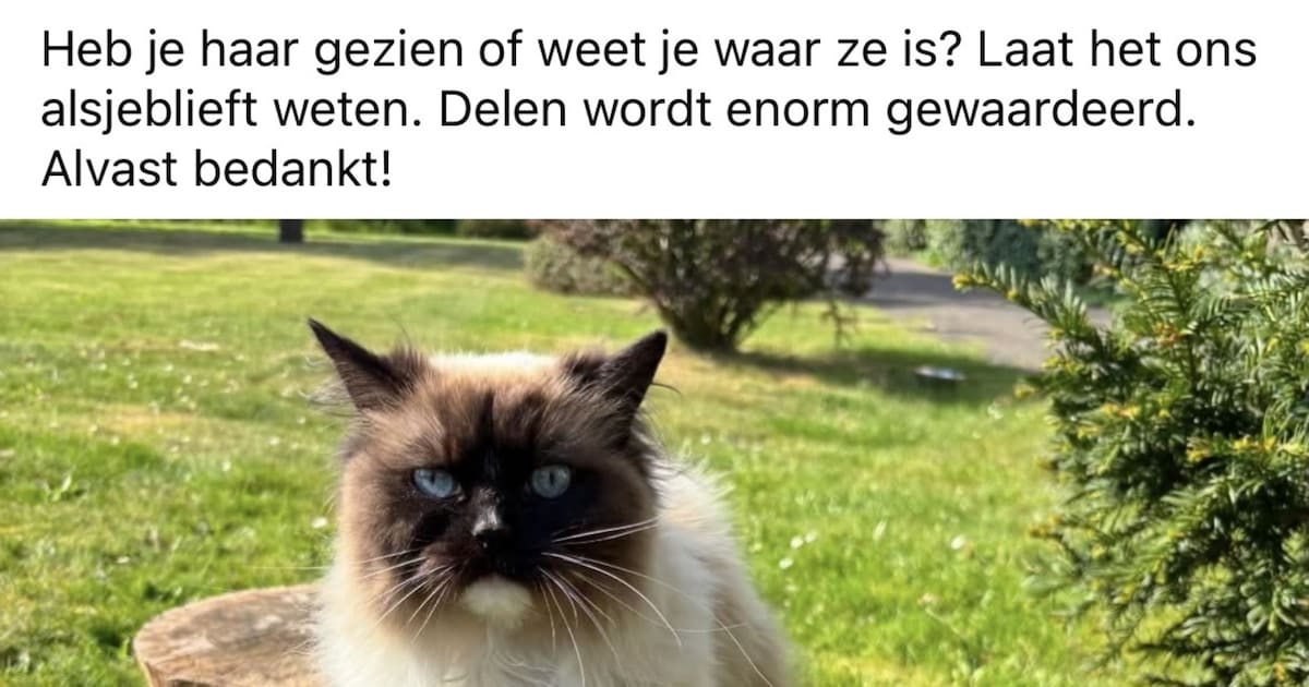 Heb jij Mhauwi gezien? Dit huisdier wordt in Blaricum vermist