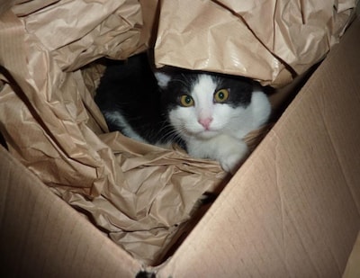 Heb jij Dirk, Japie of Nala gezien? Deze drie huisdieren worden in Oss vermist
