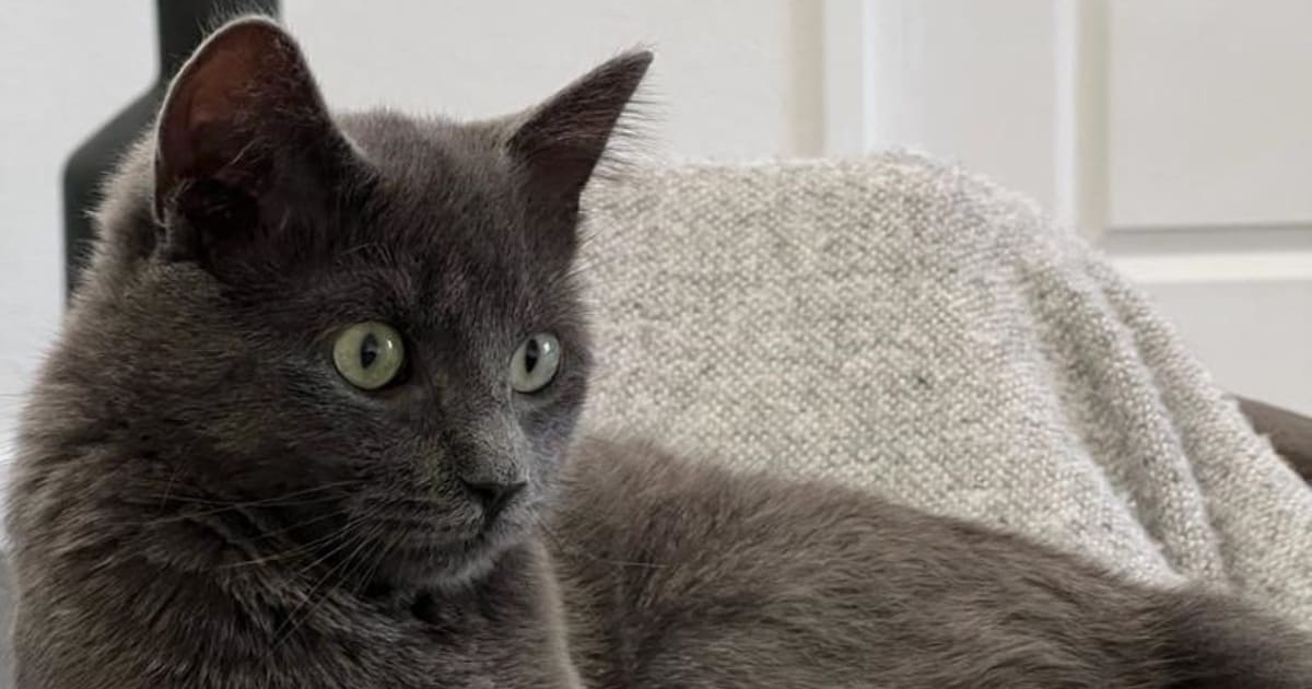 Heb jij Saar gezien? Dit huisdier wordt in Terneuzen vermist