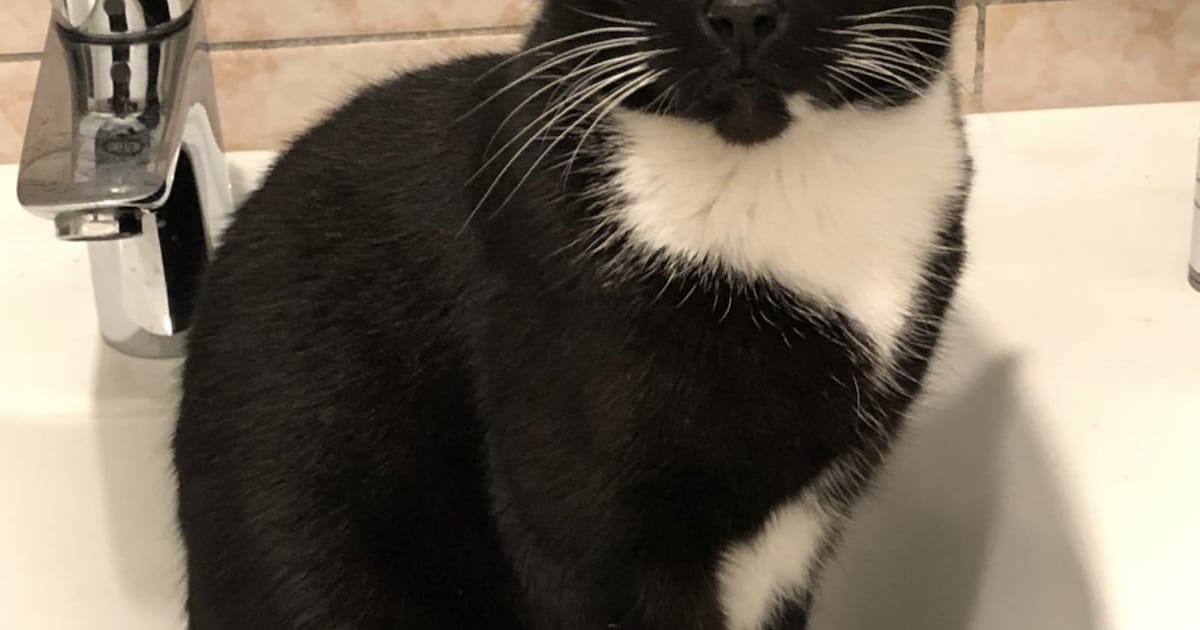 Heb jij Mimi of Ori gezien? Deze twee huisdieren worden in Brunssum vermist