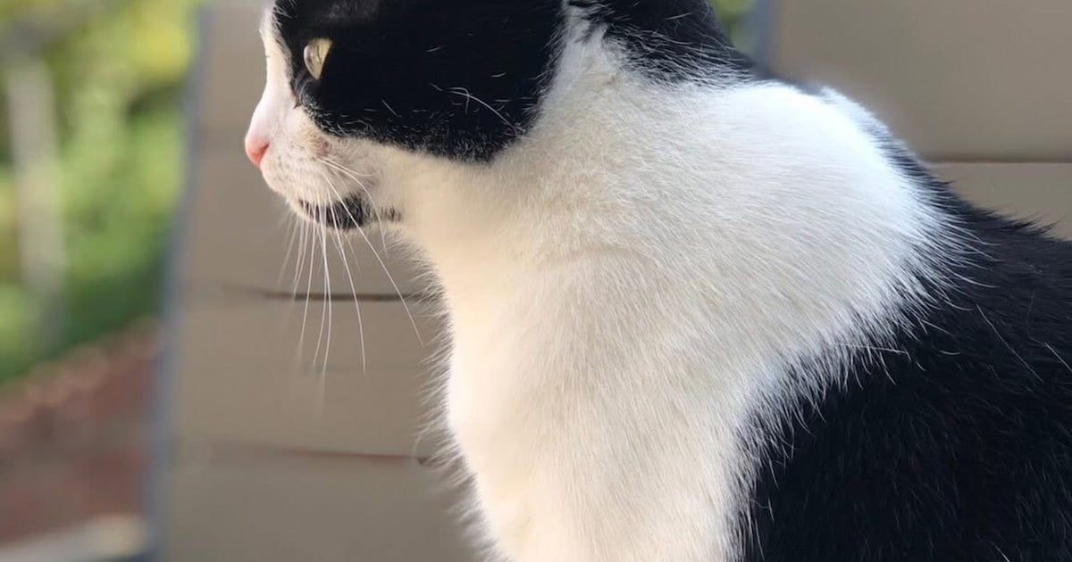 Heb jij Keiko gezien? Dit huisdier wordt in Gulpen-Wittem vermist