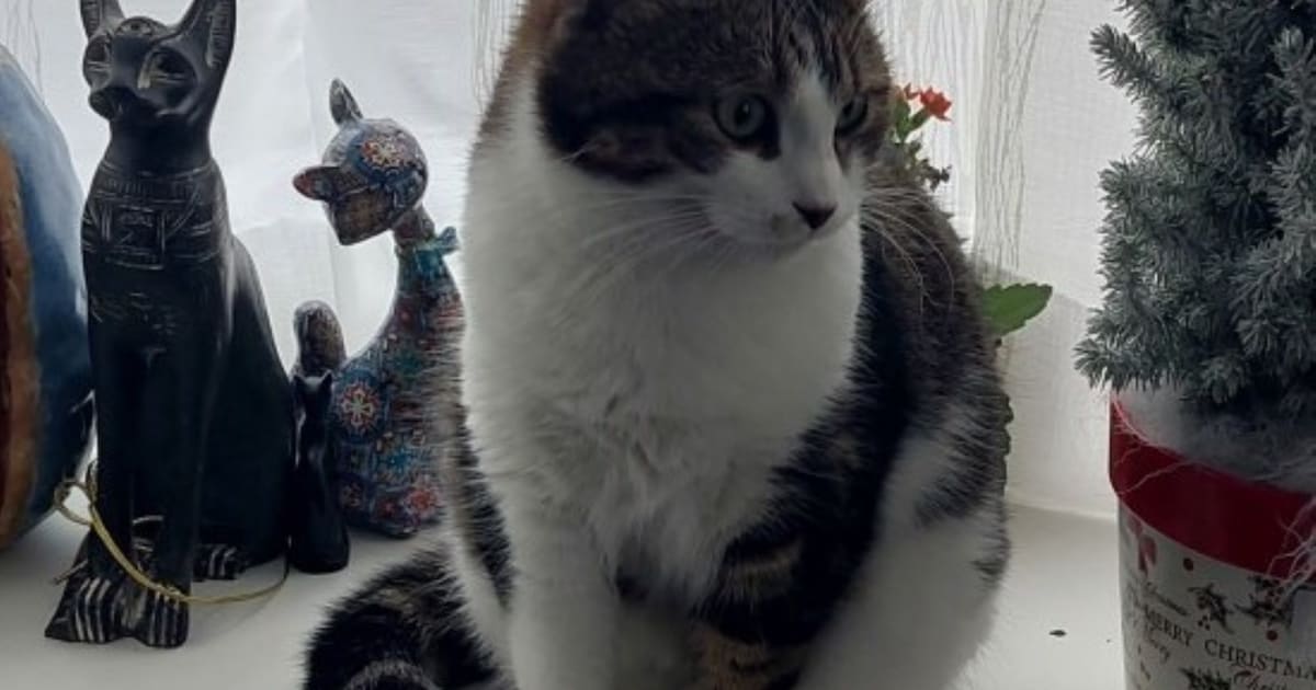 Heb jij Sisi, Harm of Jackie gezien? Deze vier huisdieren worden in Hilversum vermist