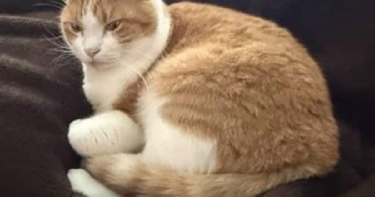 Heb jij Bram gezien? Dit huisdier wordt in Texel vermist