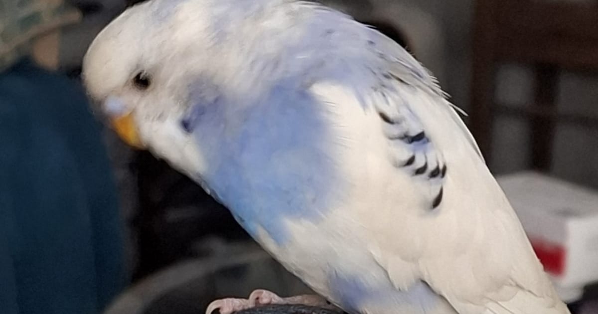 Heb jij Teddy gezien? Dit huisdier wordt in Dantumadiel vermist