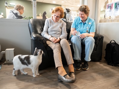 Kriebelen, knuffelen, spelen...in De Koperhorst genieten bewoners van de Kattenkamer: ‘Soms neem ik 