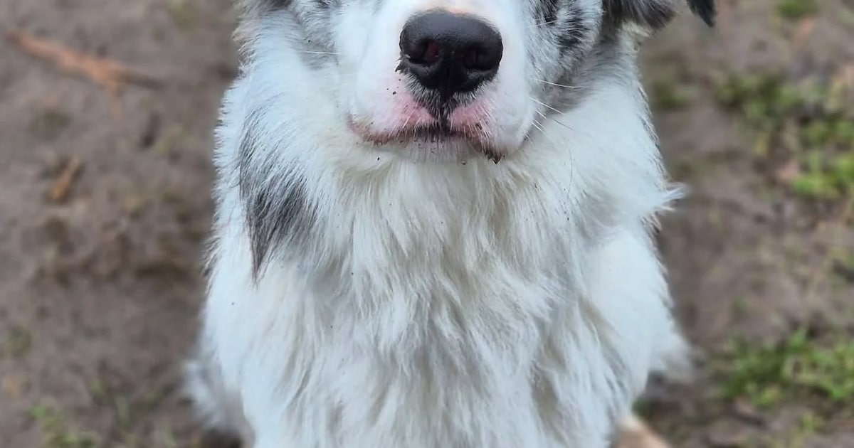 Vrijwilligersteam start zoektocht naar hondje Blue dat vermist raakte na bootongeval in Drimmelen
