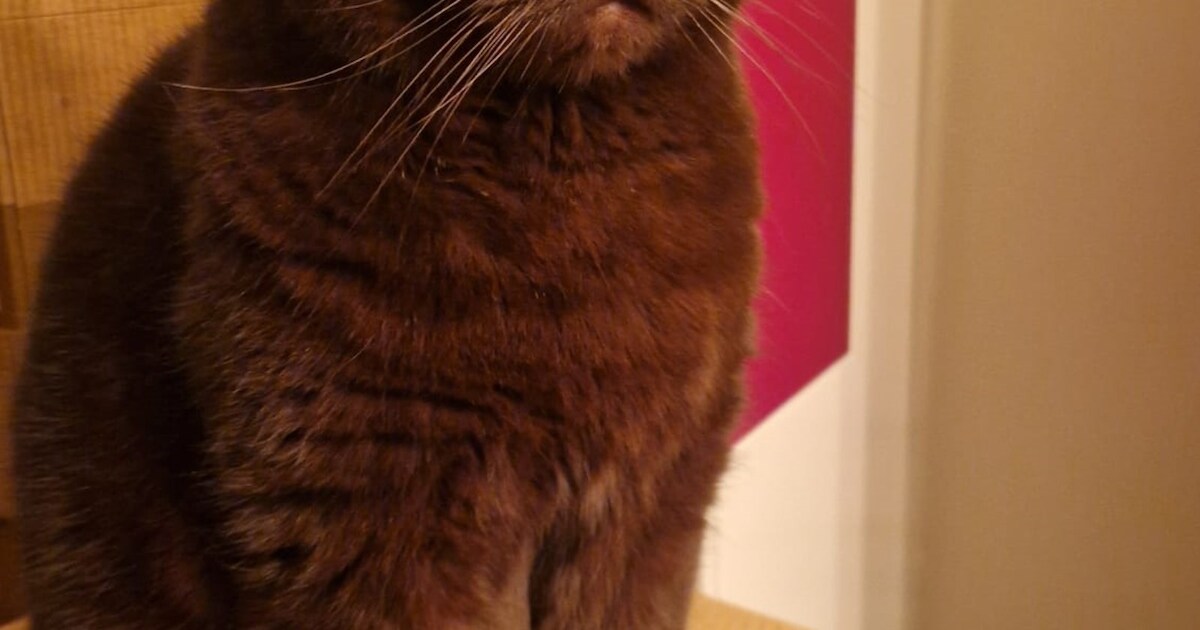 Heb jij Bruno, Duman of Toadi gezien? Deze drie huisdieren worden in Maassluis vermist