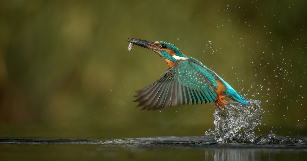 Bijzondere wandeling: met ecoloog vogels spotten op de golfbaan