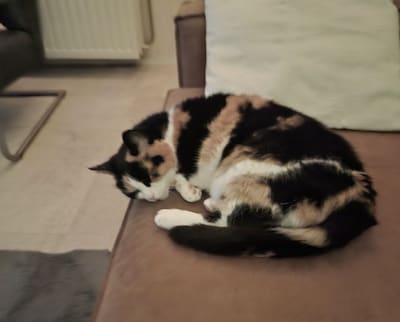 Heb jij Mickey, Luna of Lola gezien? Deze vijf huisdieren worden in Arnhem vermist