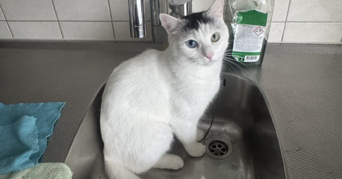 Heb jij Muezza gezien? Dit huisdier wordt in Waddinxveen vermist