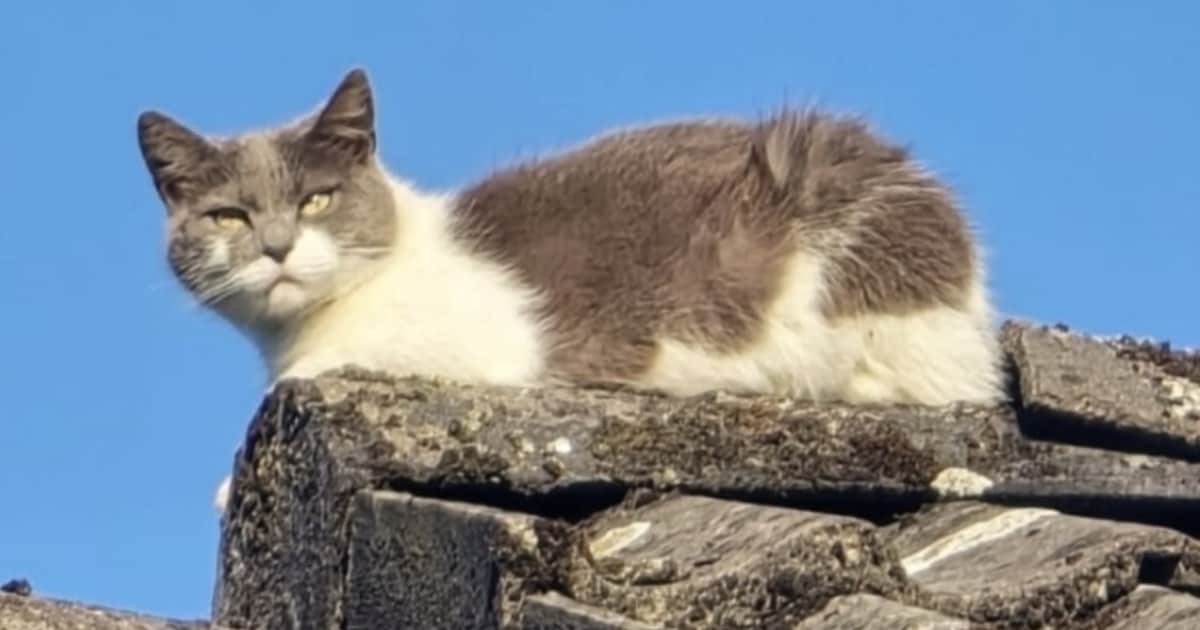 Heb jij Lily of Mika gezien? Deze twee huisdieren worden in Midden-Groningen vermist