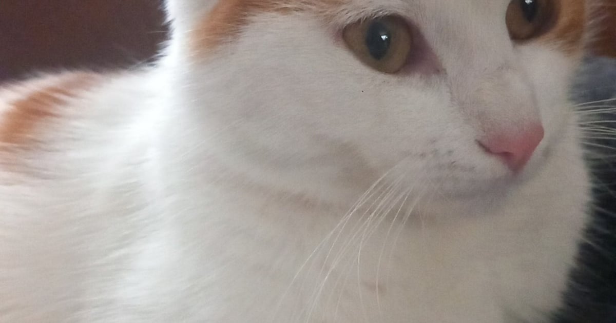 Heb jij Ginny gezien? Dit huisdier wordt in Hellendoorn vermist