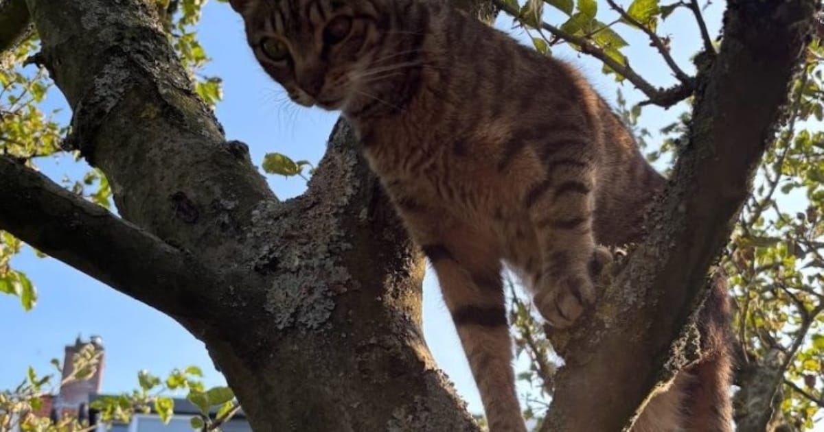 Heb jij Toby gezien? Dit huisdier wordt in Wassenaar vermist