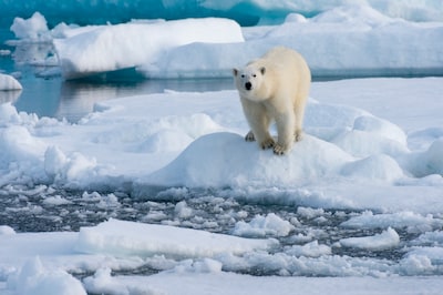 Man maakt ijsbeer wakker met misthoorn op Spitsbergen en krijgt boete van duizenden euro's