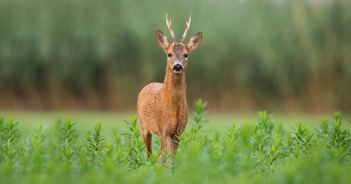 Natuurgids Paul Cosijn geeft lezing over wild spotten in Bibliotheek Diever