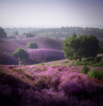 Natuurmonumenten houdt gidswandeling over Veluwezoom