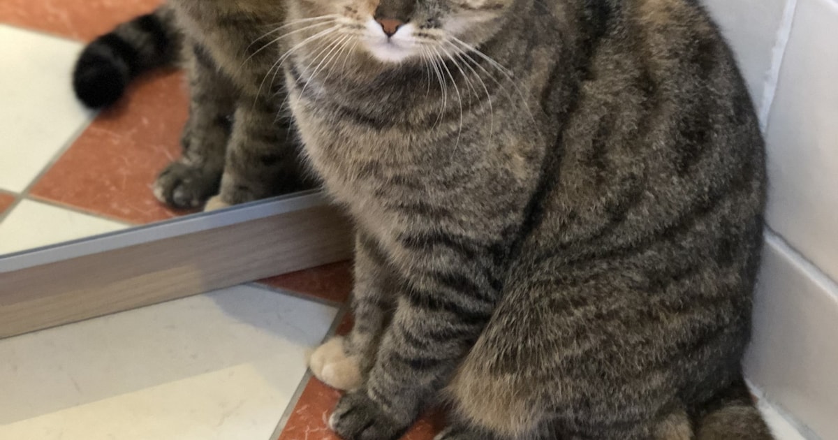 Heb jij Pip gezien? Dit huisdier wordt in Harlingen vermist