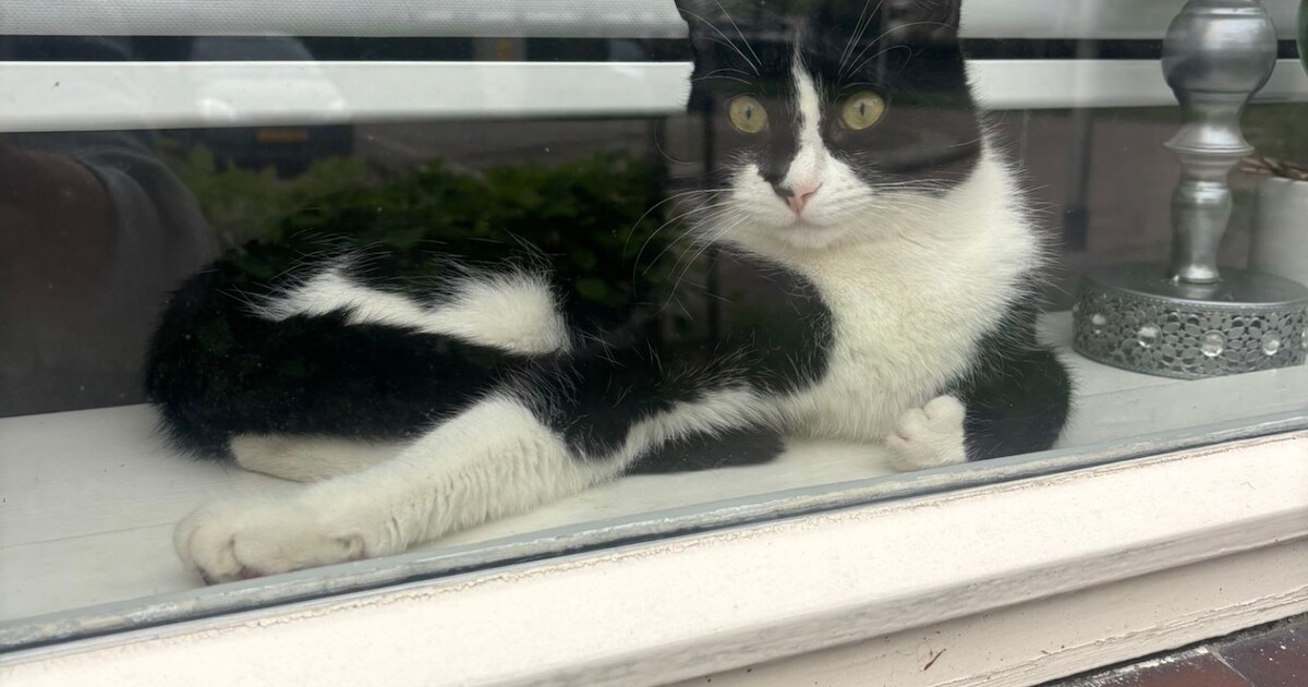 Heb jij Simba of Sjakie gezien? Deze twee huisdieren worden in Ridderkerk vermist