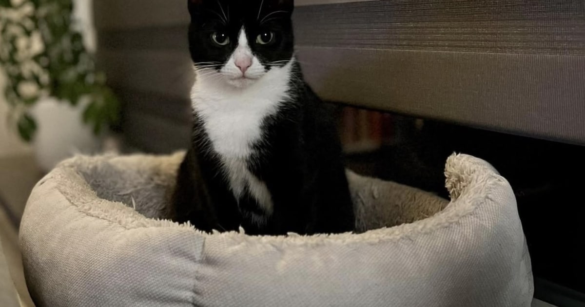 Heb jij Mila gezien? Dit huisdier wordt in Eemnes vermist