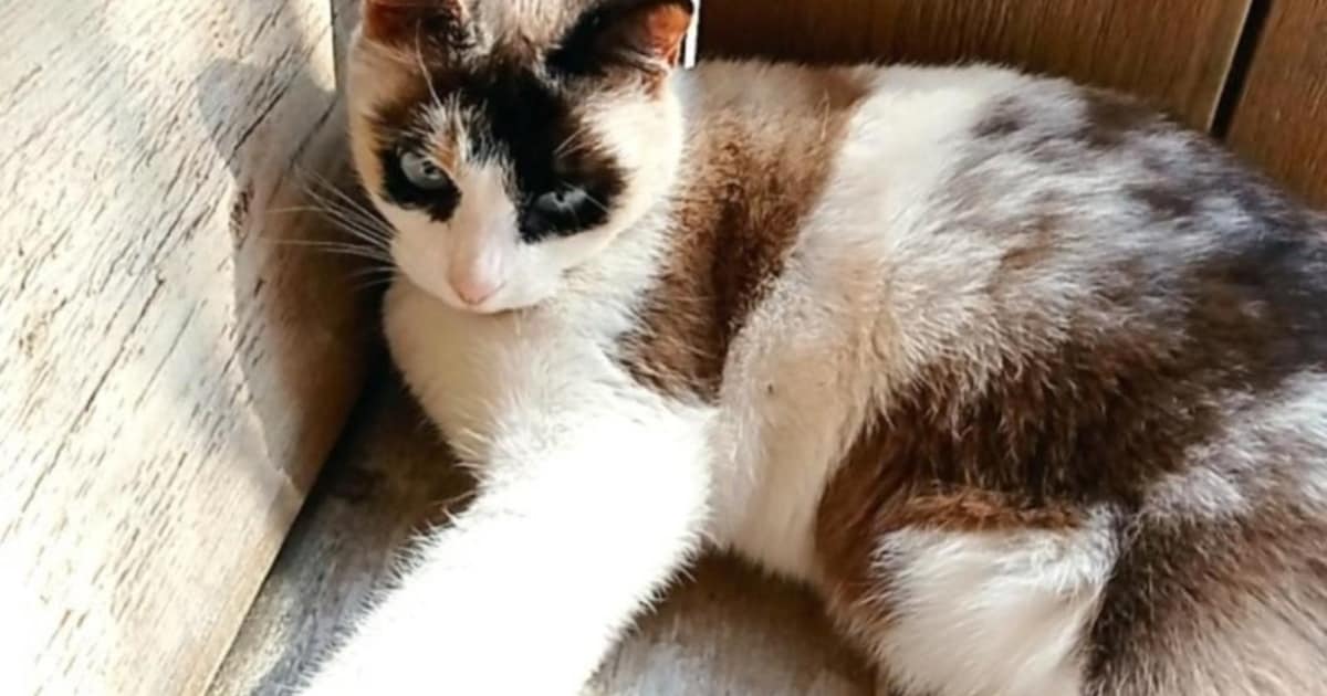 Heb jij Banu gezien? Dit huisdier wordt in Schiedam vermist