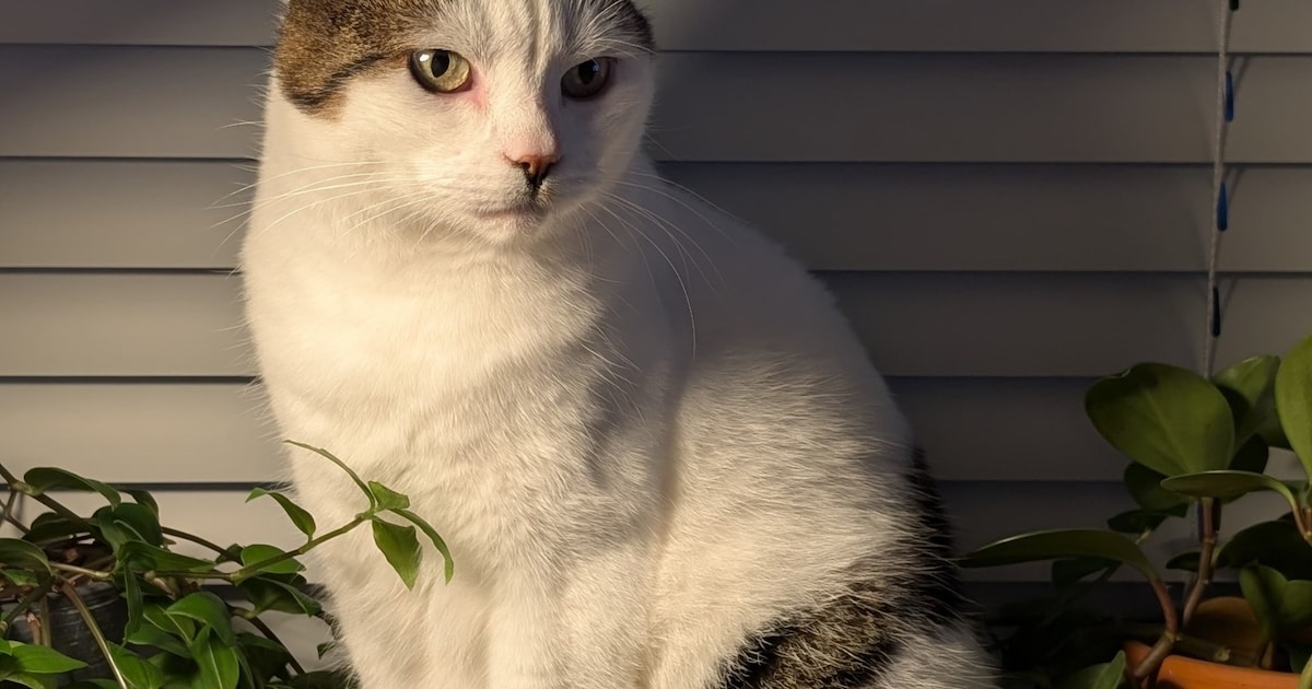 Heb jij Chef gezien? Dit huisdier wordt in Son en Breugel vermist