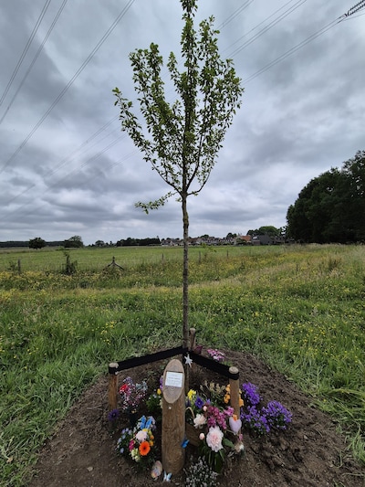 Ruim 900 steunbetuigingen voor plantjes onder herinneringsbomen: gemeente komt snel met reactie