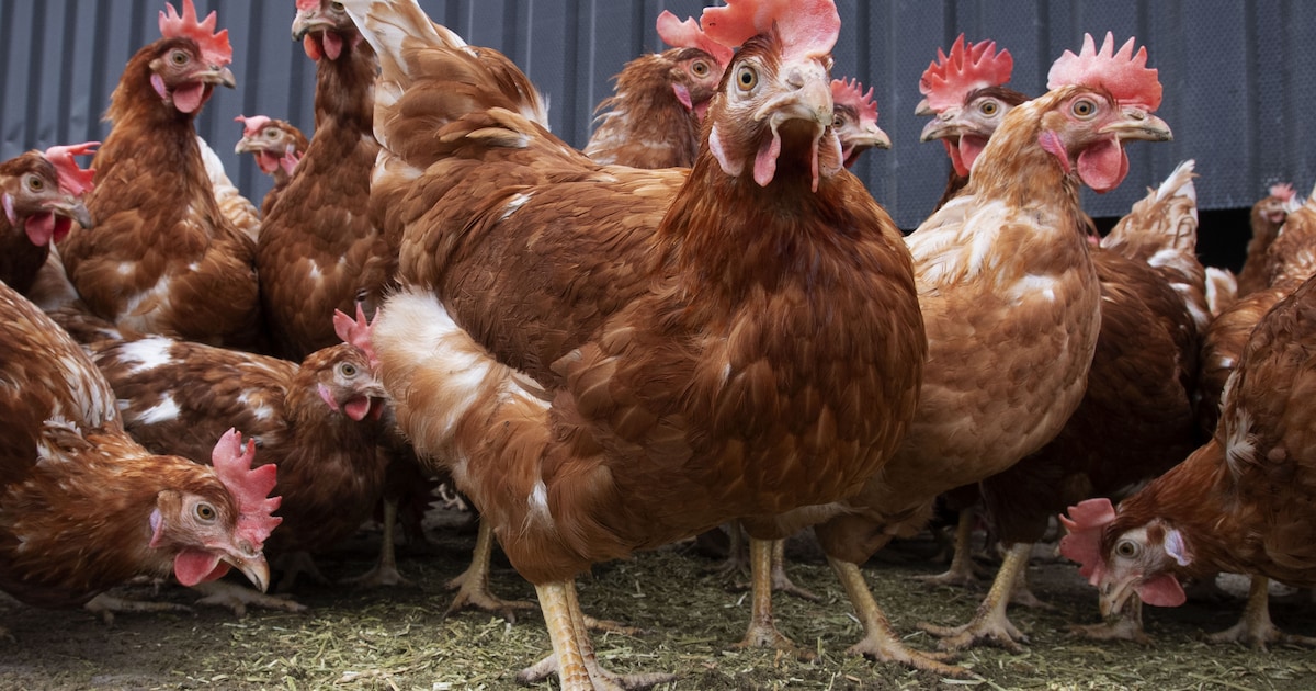 Toezicht op afschermplicht hobbyvogels in Nederweert