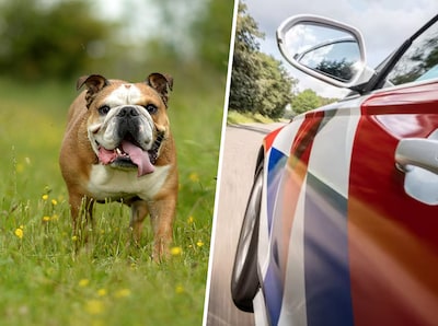 Schok om doodgereden hond in Nijmegen, bestuurder rijdt door: ‘Voor hetzelfde geld was het m’n klein
