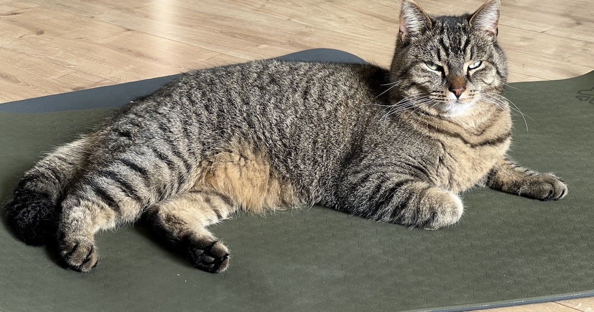 Heb jij Akira of Bailey gezien? Deze twee huisdieren worden in Vlaardingen vermist