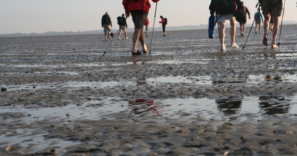 Wadexcursie start bij de Lepelaar op Vlieland