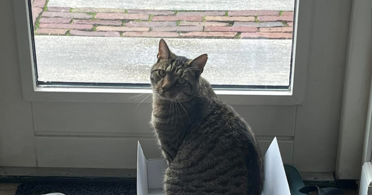 Heb jij Oreo, Oblix of Paco gezien? Deze vier huisdieren worden in Hoeksche Waard vermist