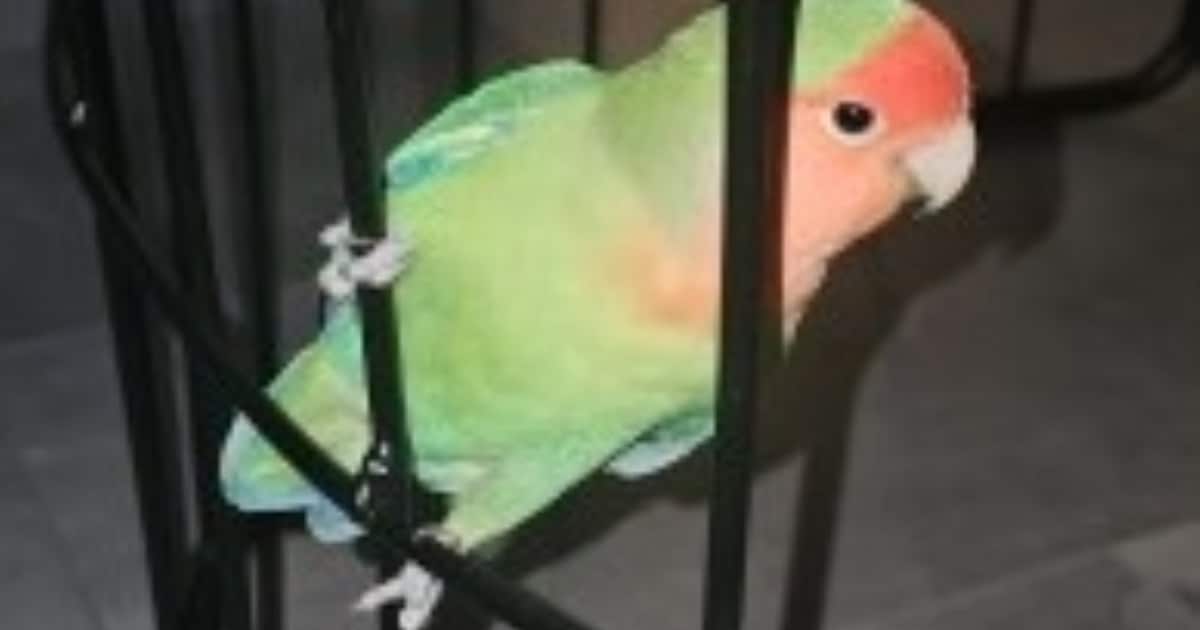 Heb jij Colau gezien? Dit huisdier wordt in Bernheze vermist