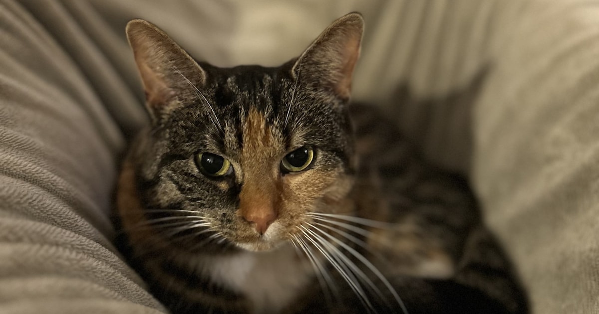 Heb jij Saartje gezien? Dit huisdier wordt in Zeist vermist