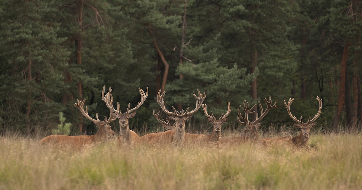 Faunabeheerder vertelt in Nunspeet over Kroondomein Het Loo