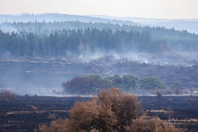 Grote brand in België overal onder controle, zeldzame korhoenhaan uit verwoest natuurgebied gered